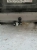 Hyundai Starex 2008-